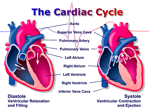 Cardiac Cycle Chuck Currey
