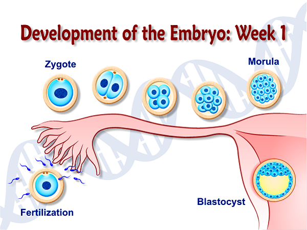 Embryo Chuck Currey