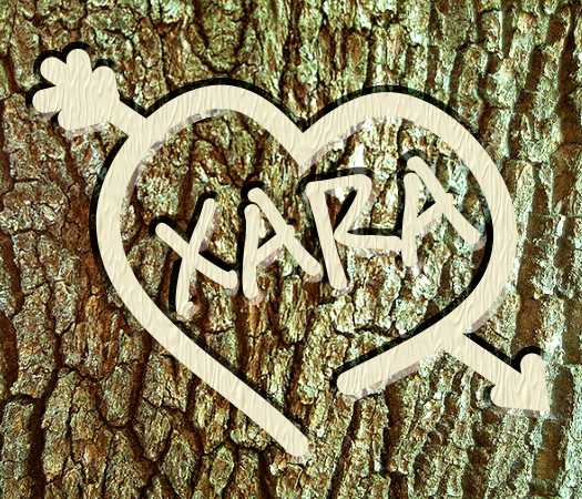 Carved in Tree Bark
